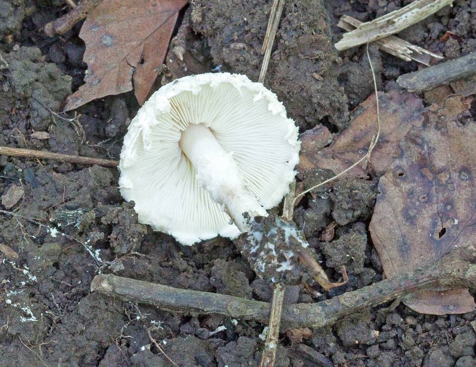 Cystolepiota fumosifolia image