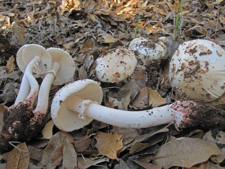 Amanita cruentilemurum image