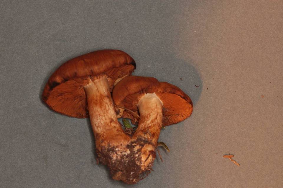 Cortinarius saginus image
