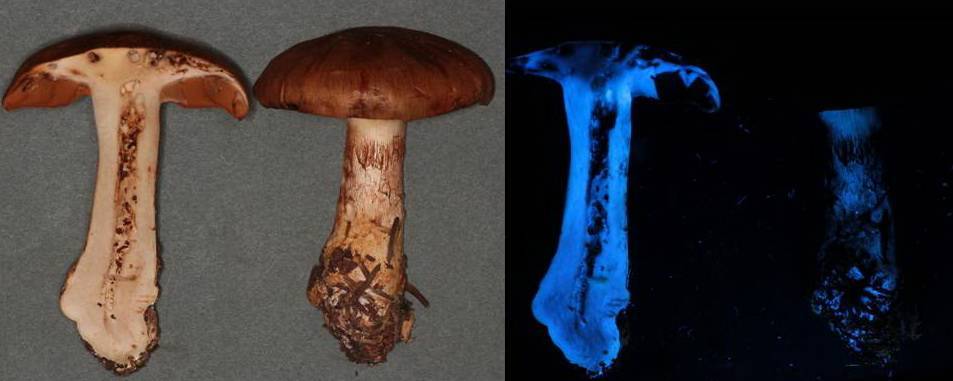 Cortinarius saginus image