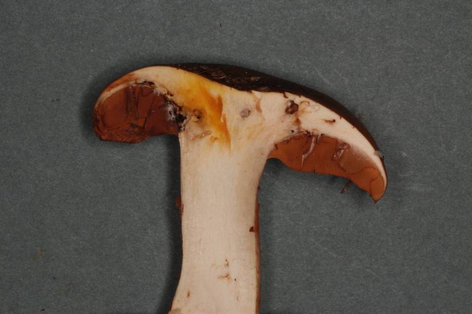 Cortinarius saginus image