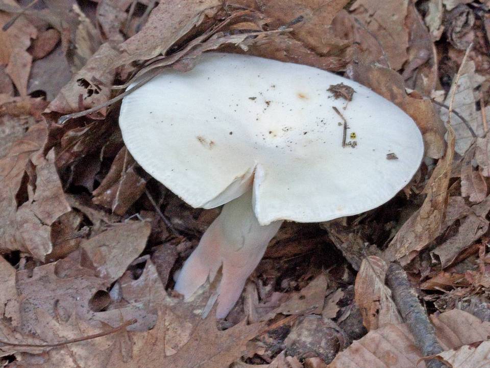 Russula flavisiccans image