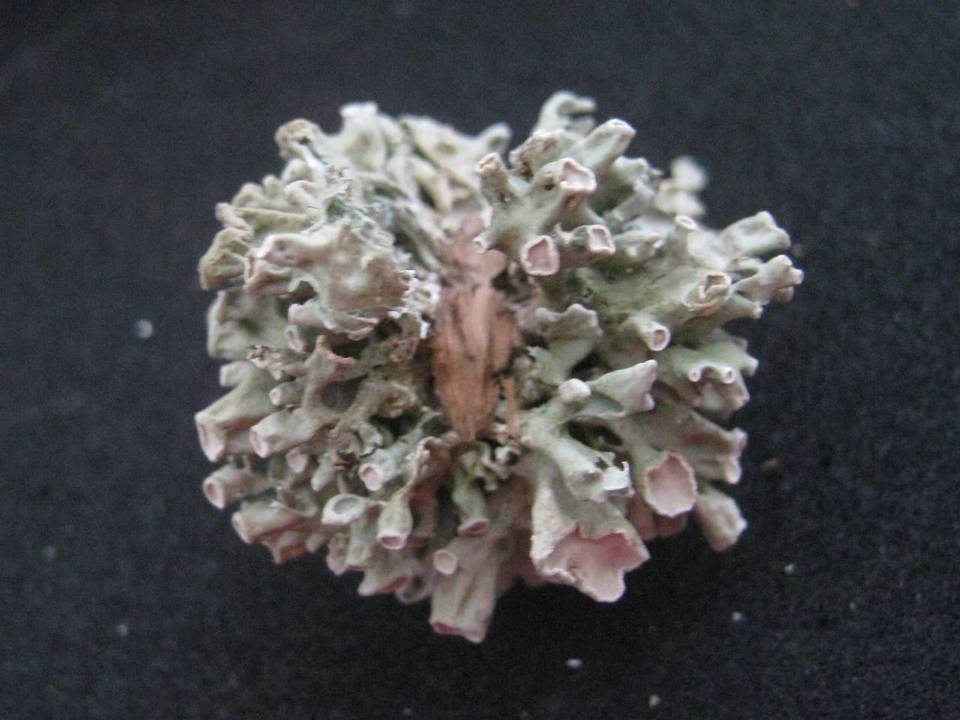 Ramalina inflata ssp. australis image