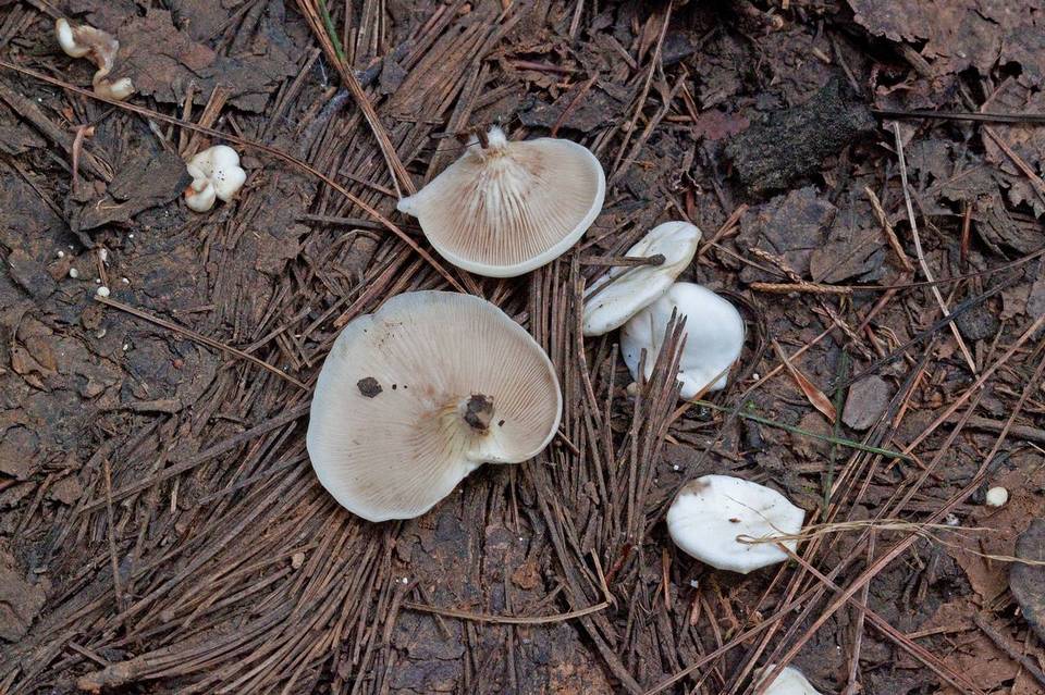 Crepidotus phaseoliformis image