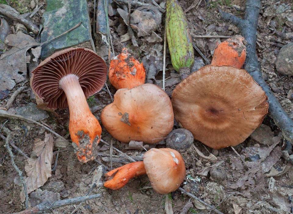 Cortinarius rubripes image