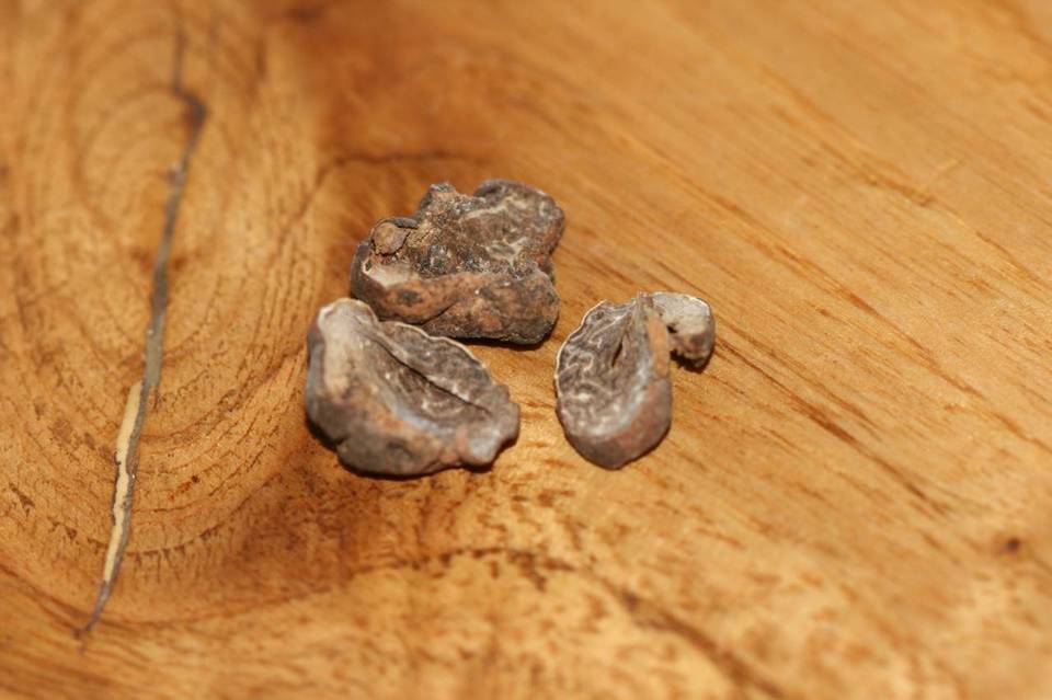 Tuber californicum image