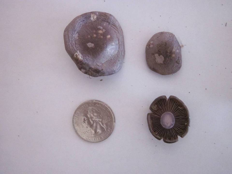 Cortinarius fragrans image