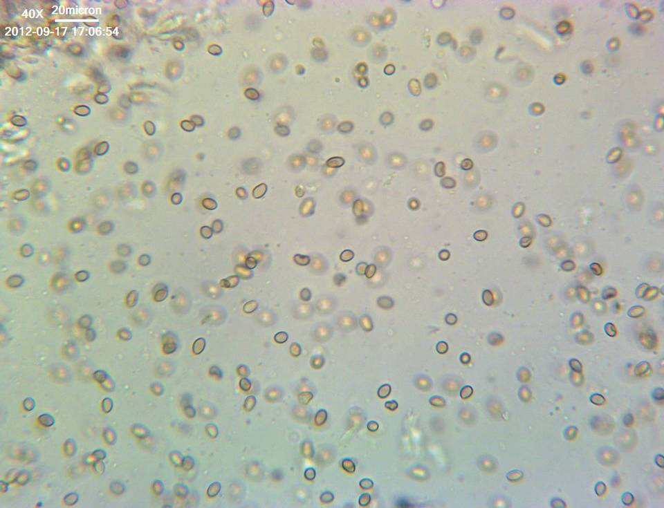 Crepidotus phaseoliformis image