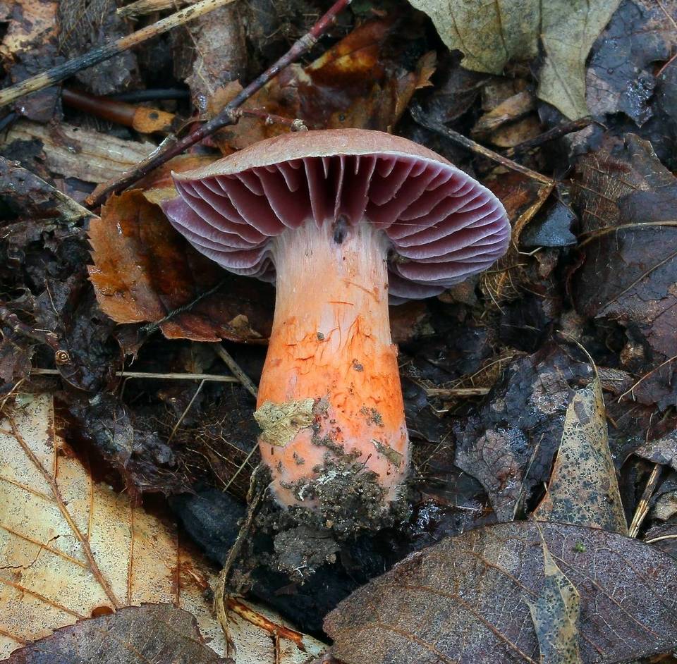 Cortinarius rubripes image