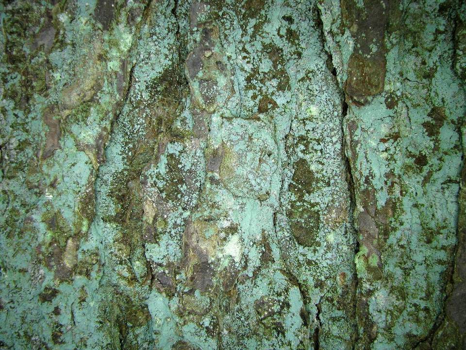 Lepraria harrisiana image