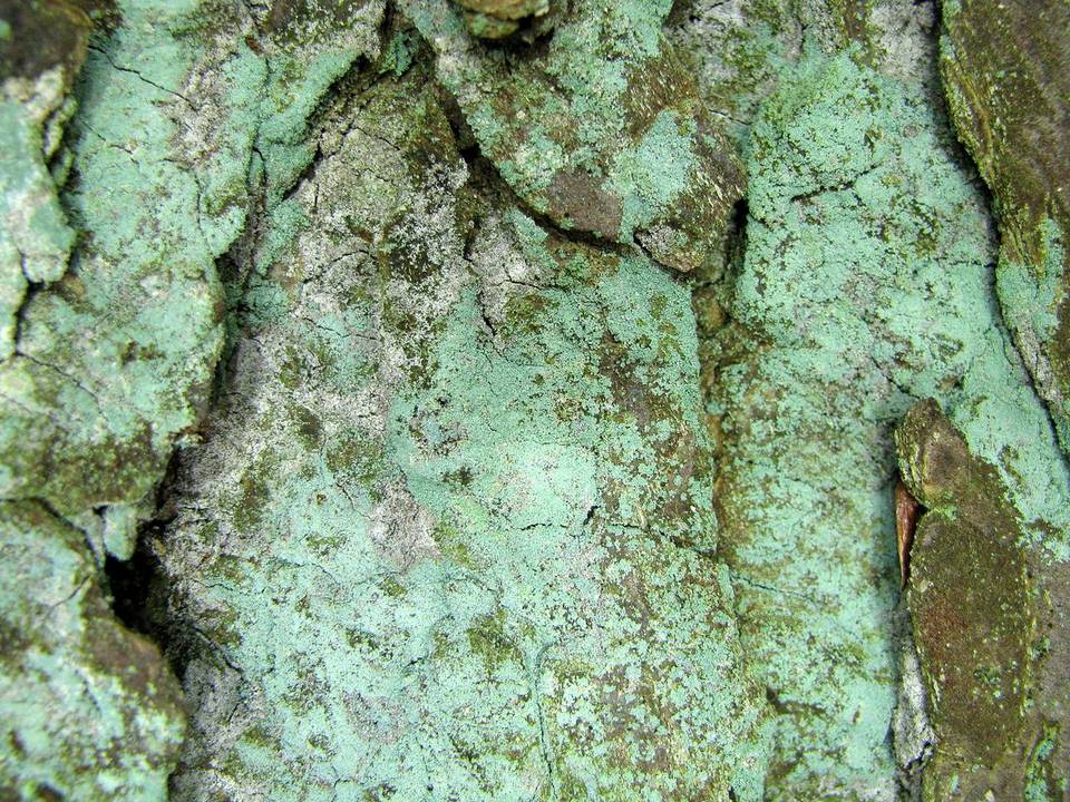 Lepraria harrisiana image