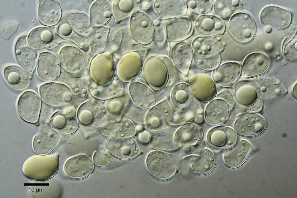 Hymenopellis furfuracea image