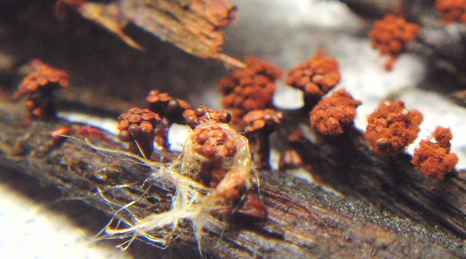 Metatrichia vesparium image