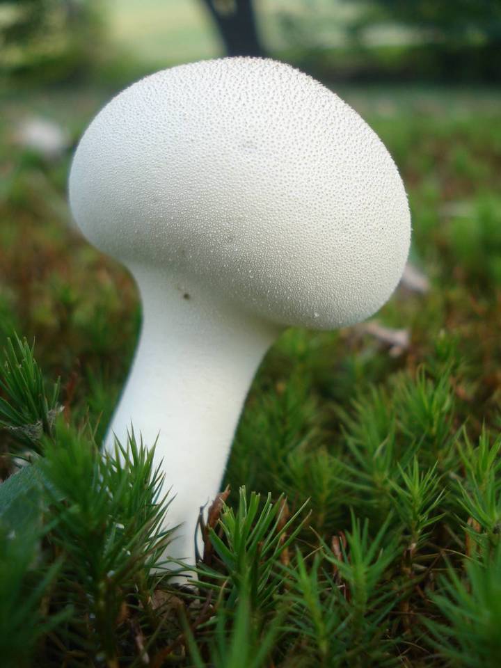 Calvatia elata image