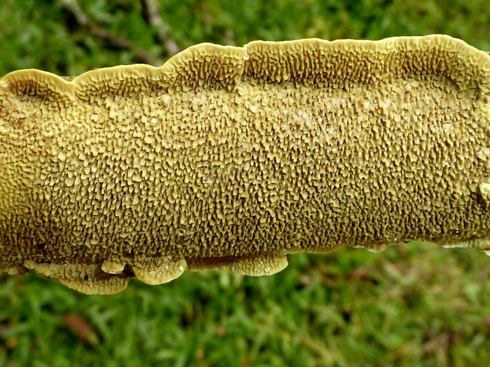Flavodon flavus image