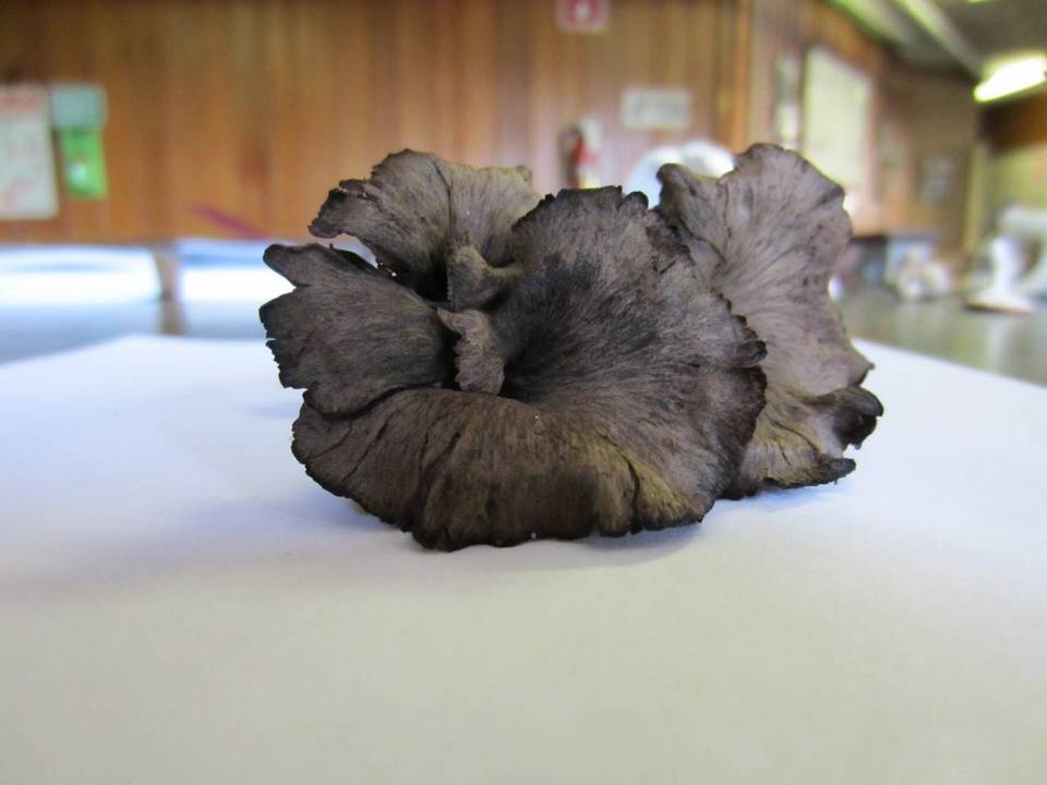 Craterellus venosus image