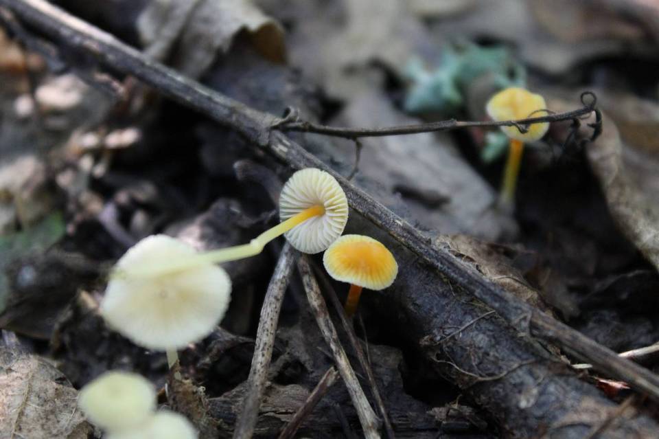 Mycena crocea image