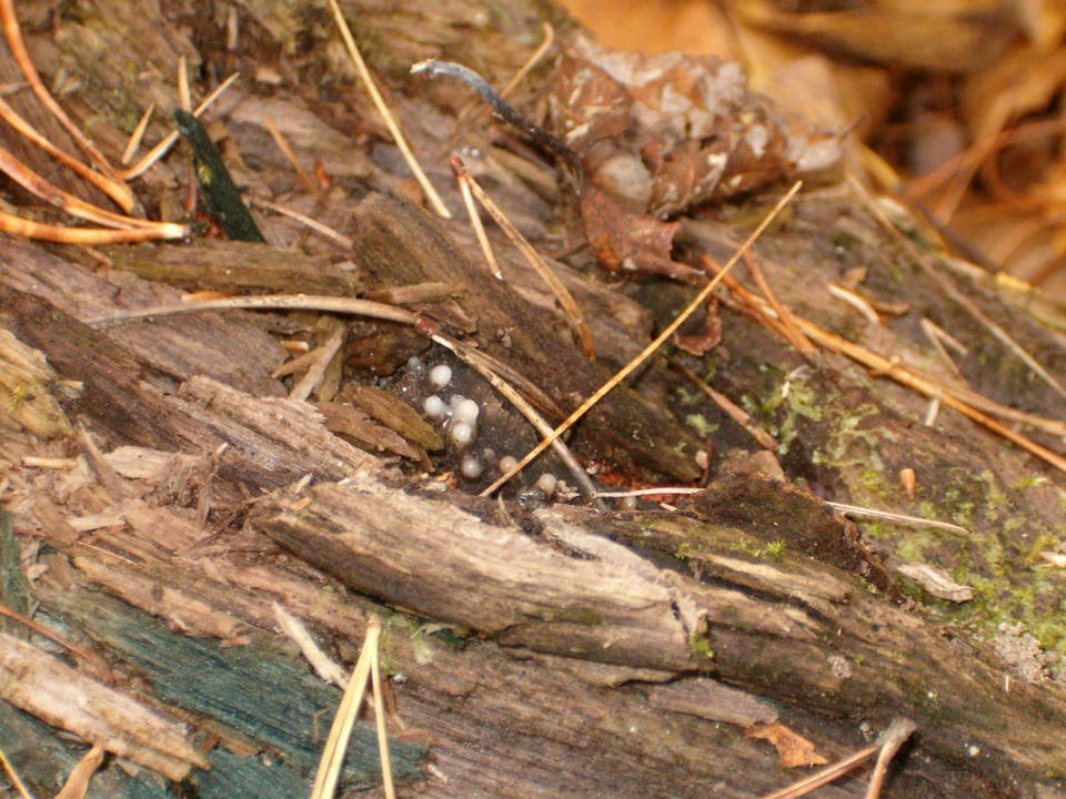 Helicogloea image