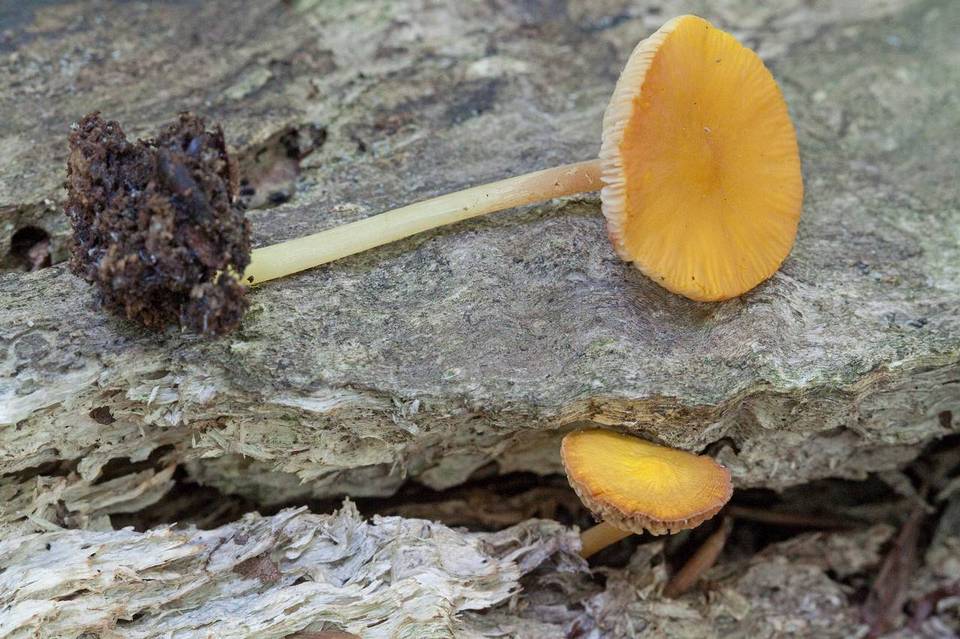 Pluteus melleus image