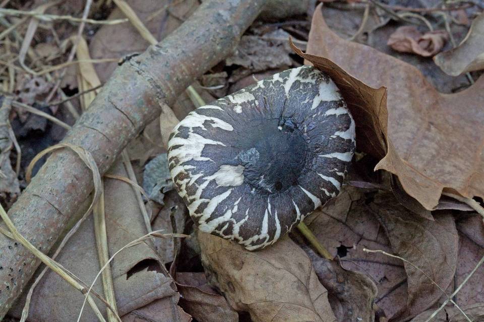 Leucoagaricus cinerascens image