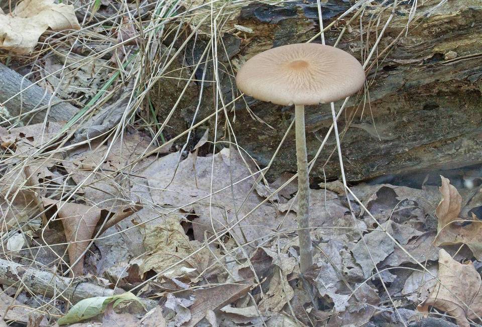 Oudemansiella furfuracea image