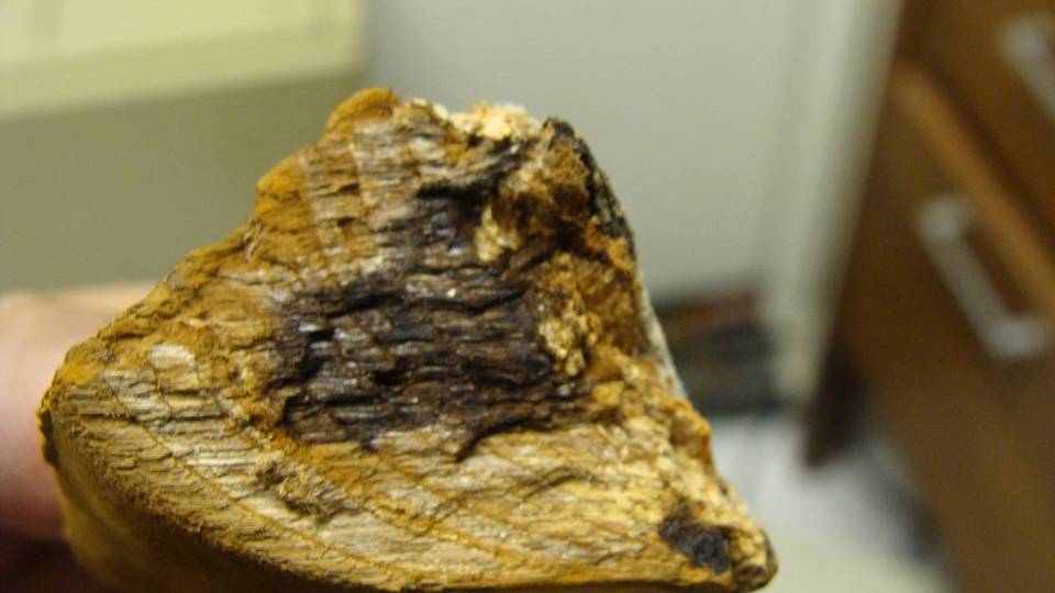 Phylloporia ribis image