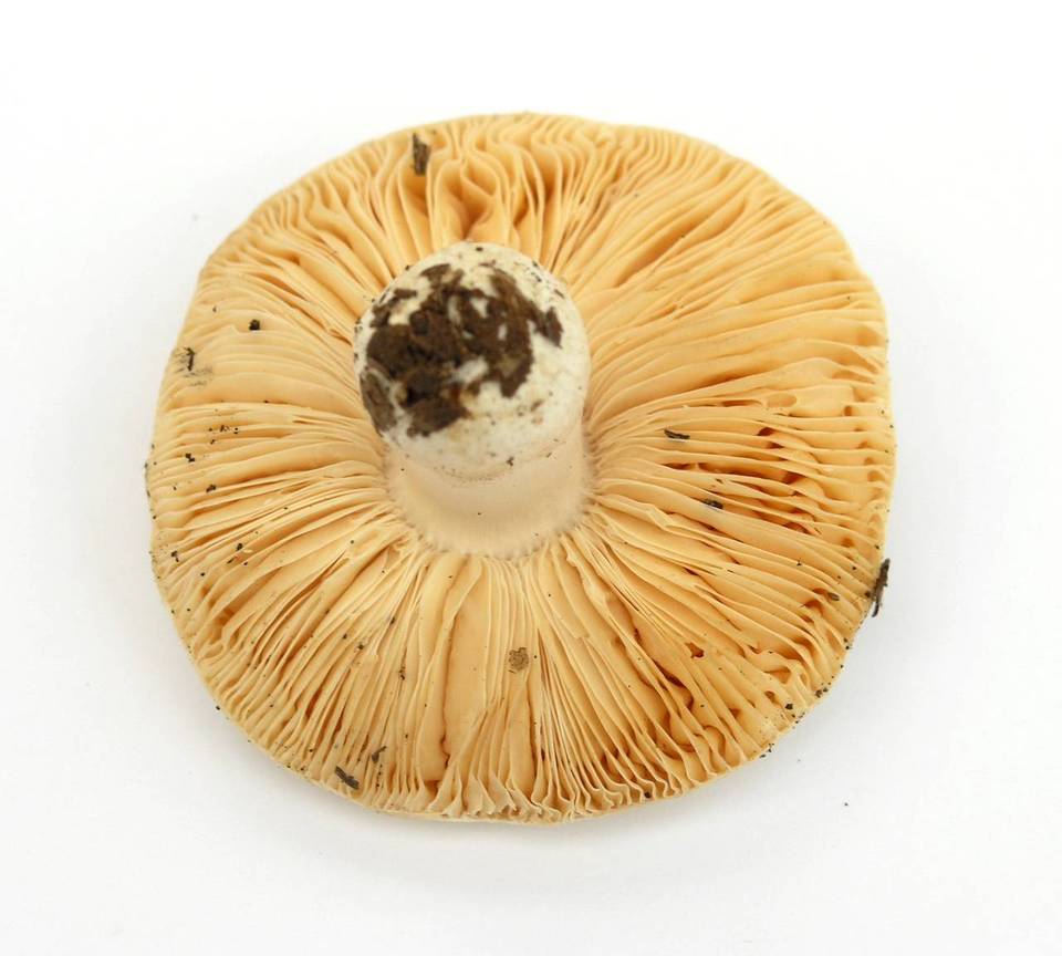 Russula basifurcata image