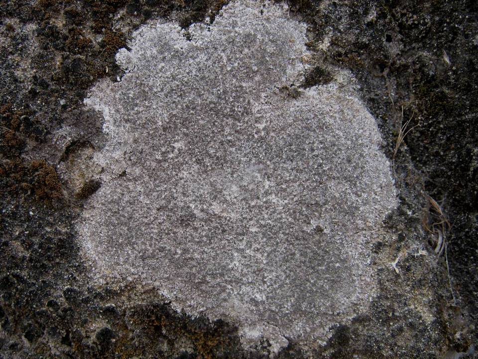 Trapelia coarctata image