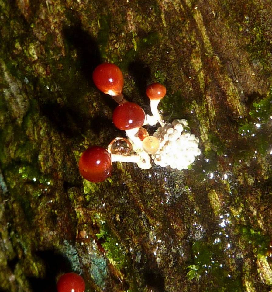 Calostilbella calostilbe image