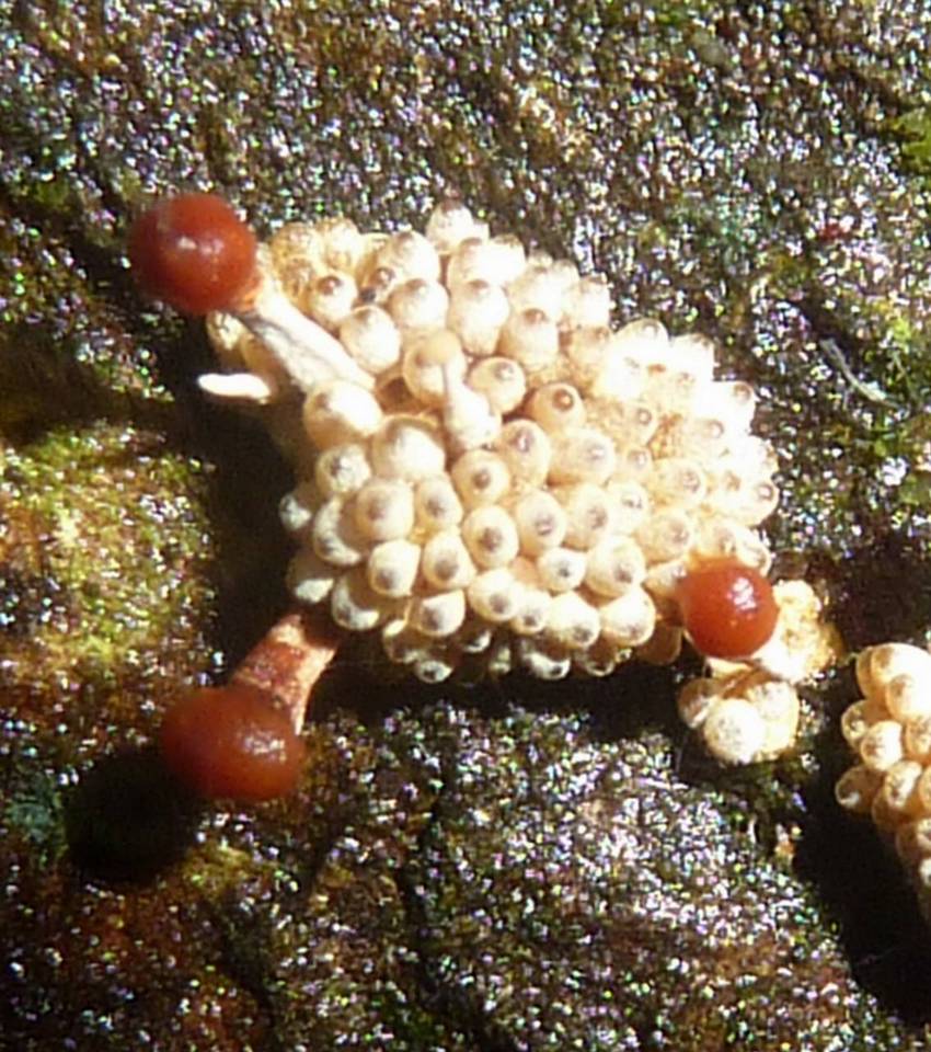 Calostilbella calostilbe image