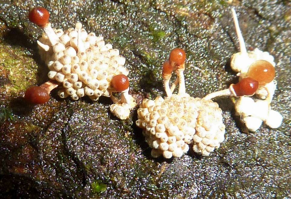 Calostilbella calostilbe image