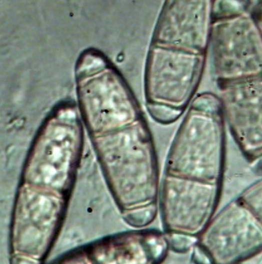 Calostilbella image
