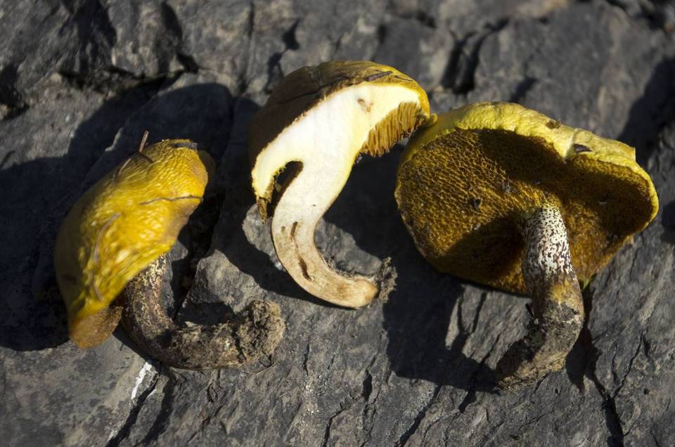 Suillus flavogranulatus image