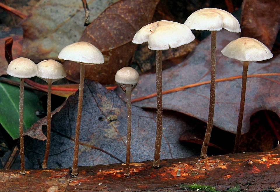 Marasmius olneii image