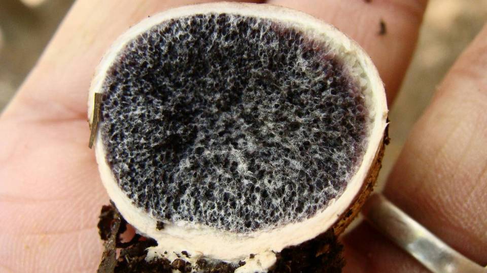 Scleroderma laeve image