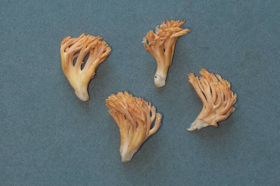 Ramaria sandaracina var. sandaracina image