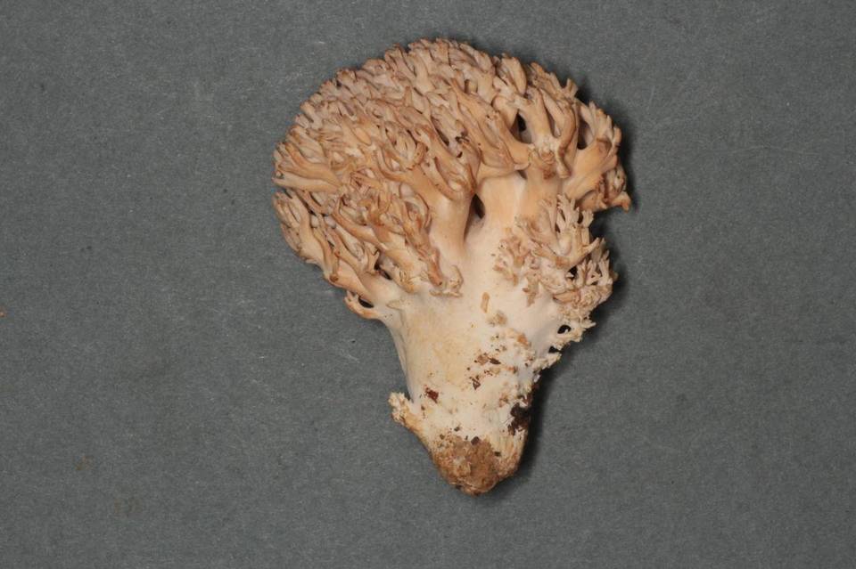 Ramaria thiersii image