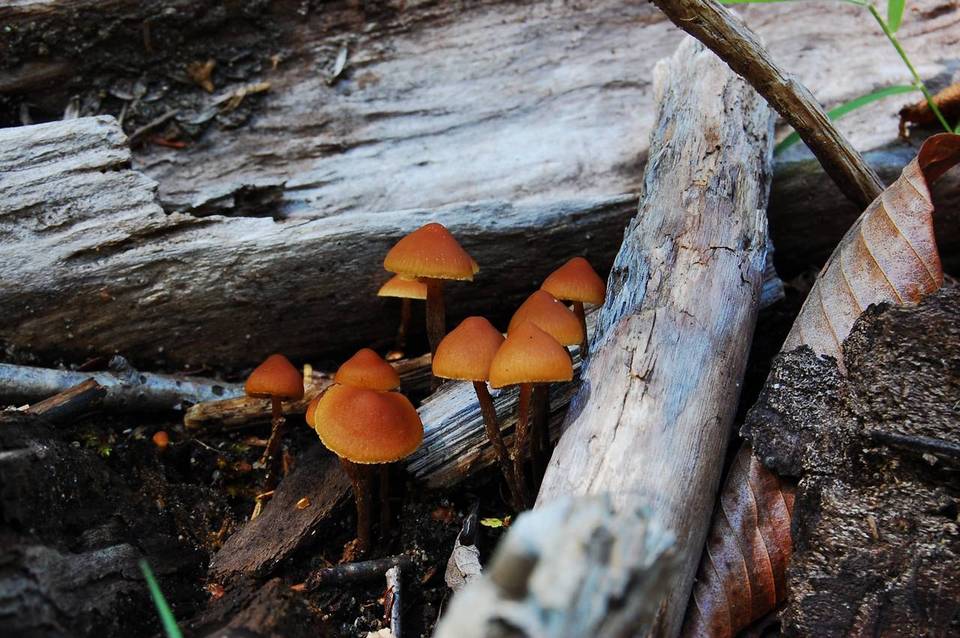 Hypholoma squalidellum image