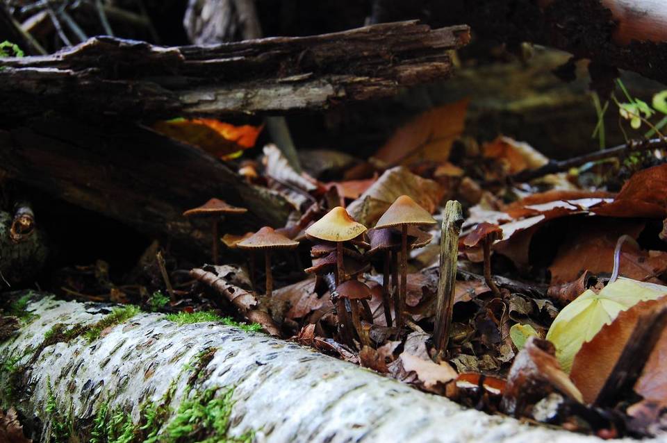 Hypholoma squalidellum image