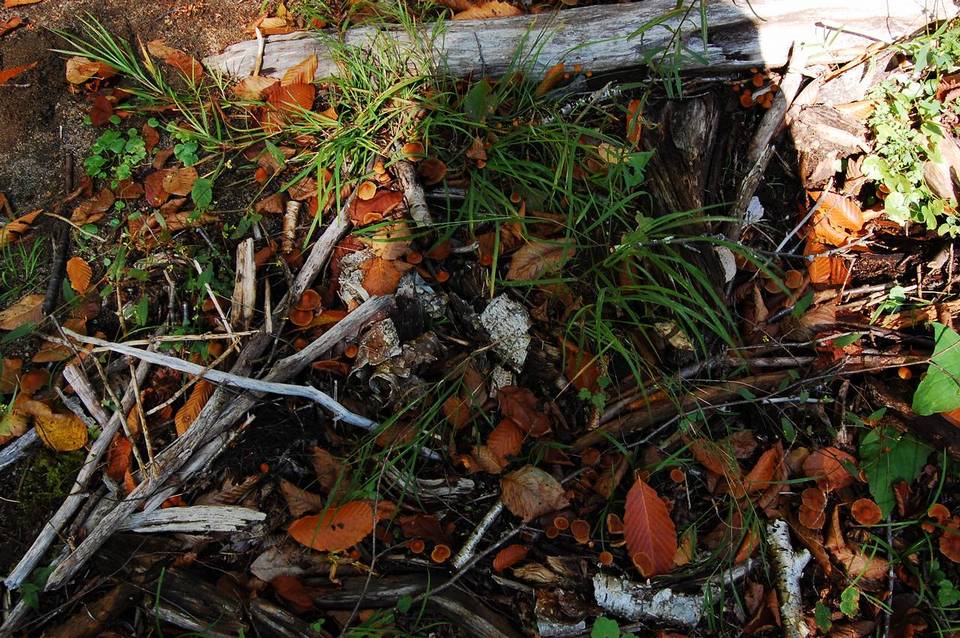 Hypholoma squalidellum image