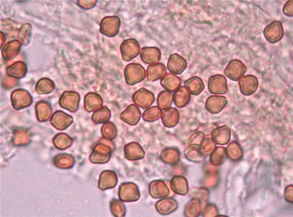 Psilocybe naematoliformis image