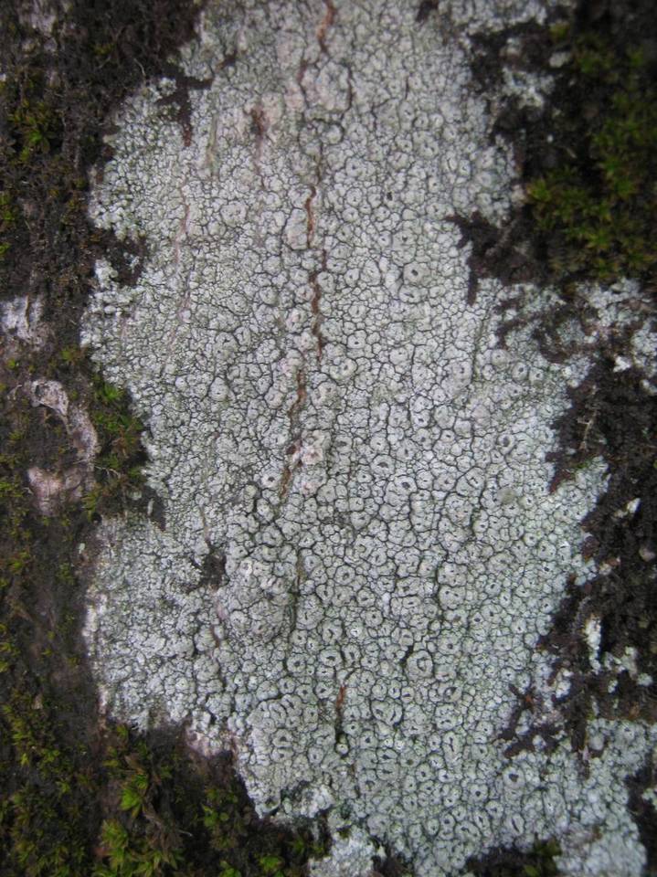 Pertusaria hymenea image