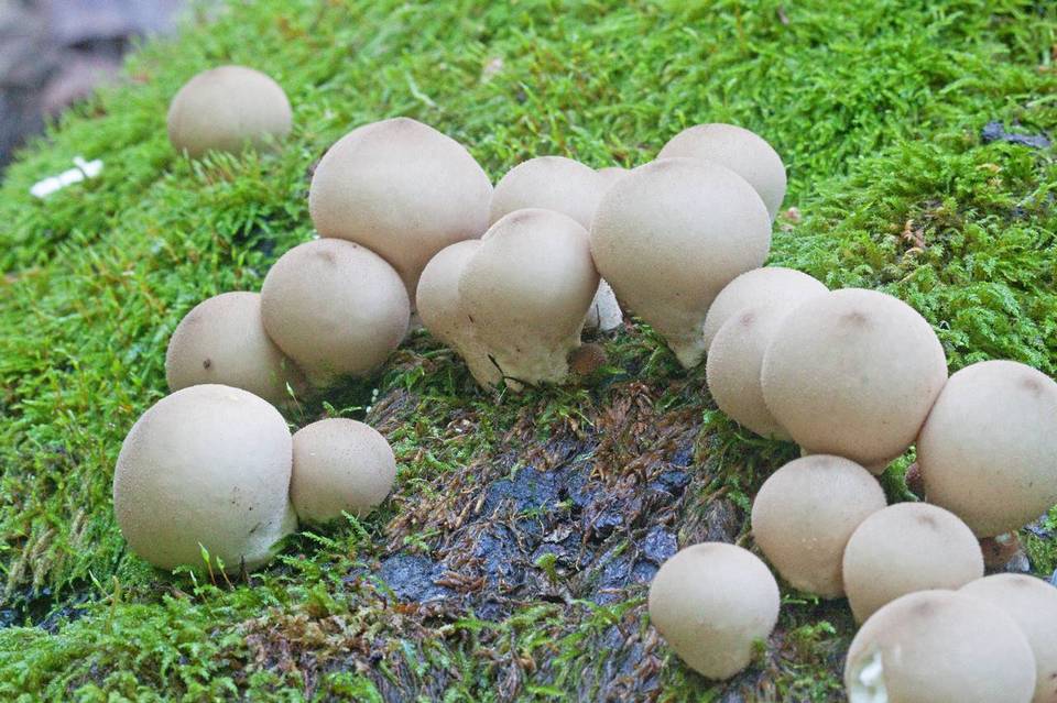 Morganella pyriformis image