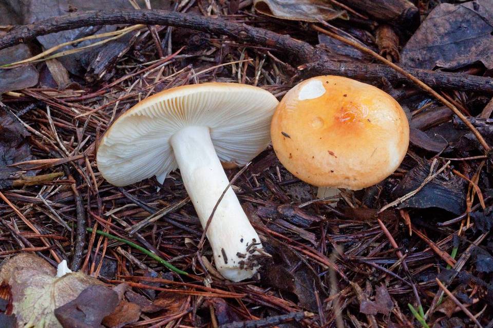 Russula katarinae image