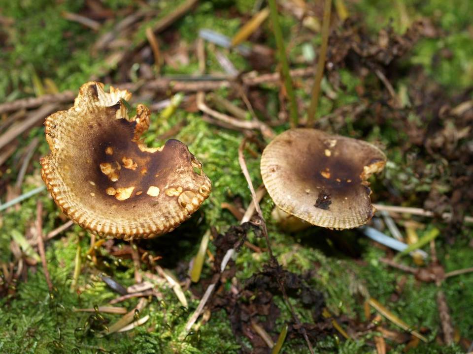 Russula appalachiensis image