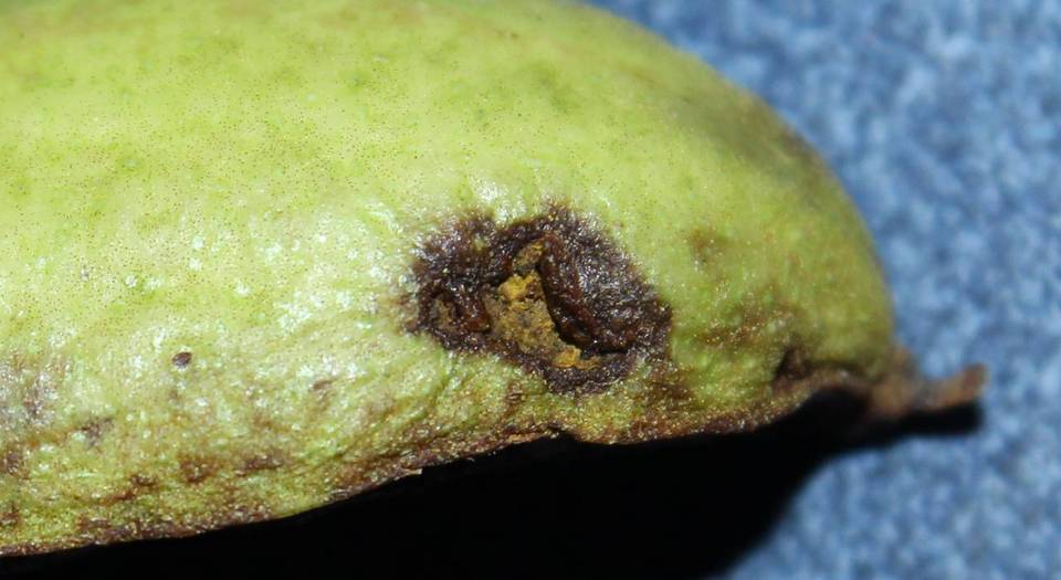 Fusicladium effusum image