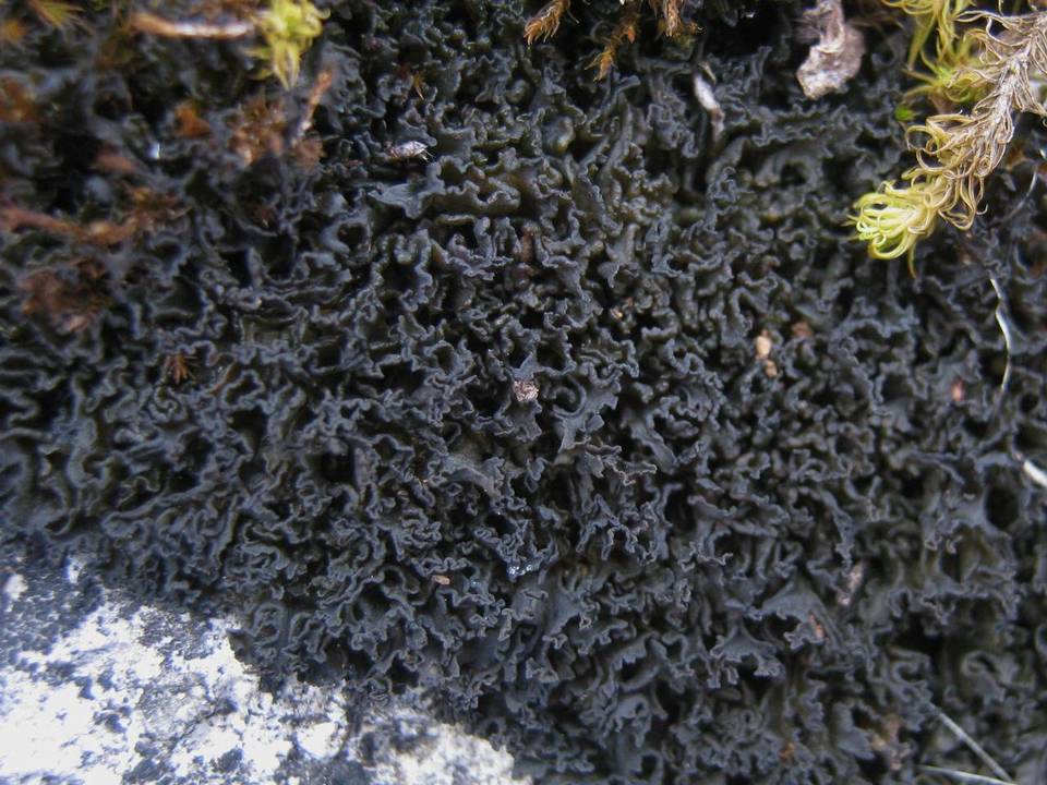 Lathagrium image