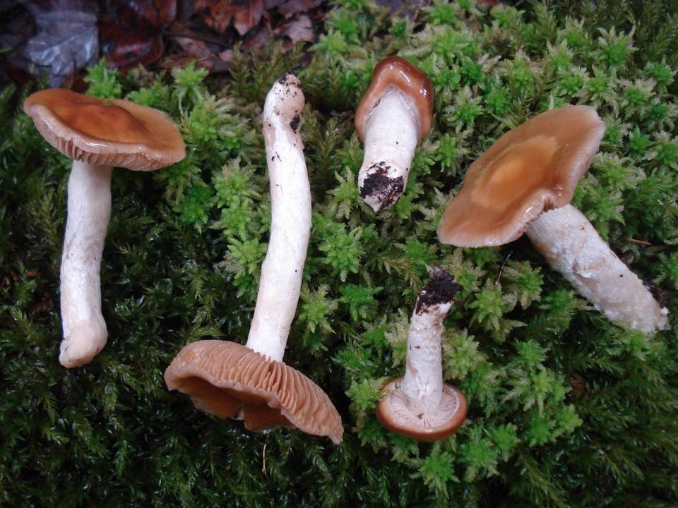 Cortinarius mucifluus image