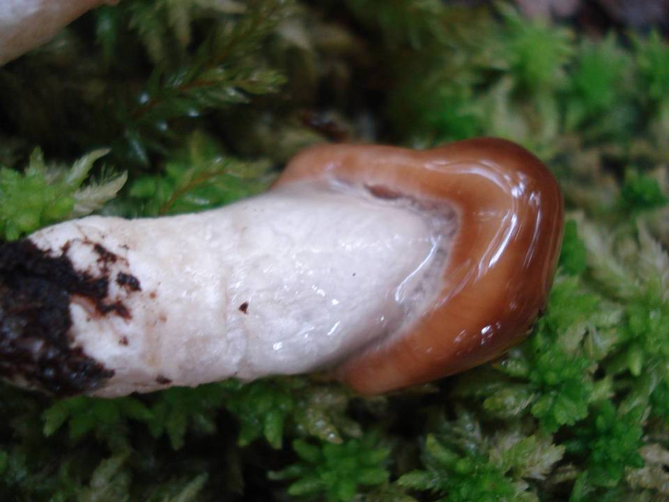 Cortinarius mucifluus image