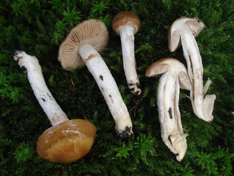 Cortinarius mucifluus image